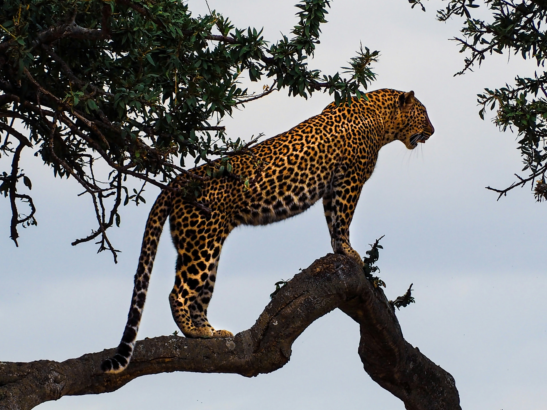 Leopardo